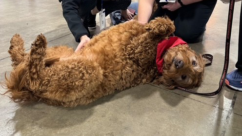 Dogs in Exhibit Hall Dogs in Exhibit Hall