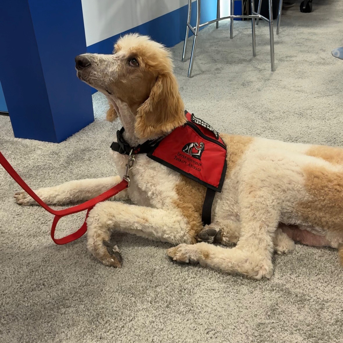 Therapy Dogs Dog1.jpg
