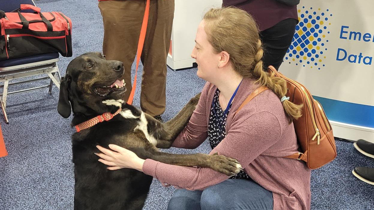 Therapy Dogs Therapy Dogs